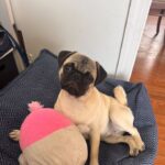 Stella sitting on a dog bed next to a pink plush toy