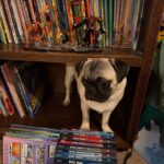 Stella standing under a bookshelf looking up at the camera