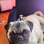 Close-up of Stella lying on a couch with a spotted toy behind her