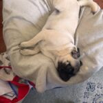 Stella lying upside down and relaxed in her dog bed