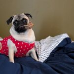 Stella wearing a red polka-dot outfit and chewing on a treat