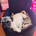 Stella curled up in a car booster seat with a paw-print blanket