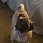 Tobias, a fawn pug, riding in a car pet seat looking at the camera