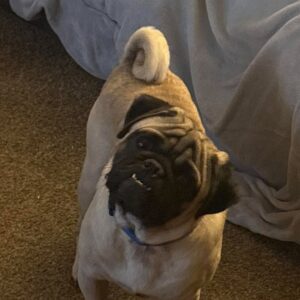 Tobias, a fawn pug, riding in a car pet seat looking at the camera