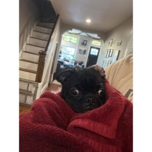 Dolly Jo