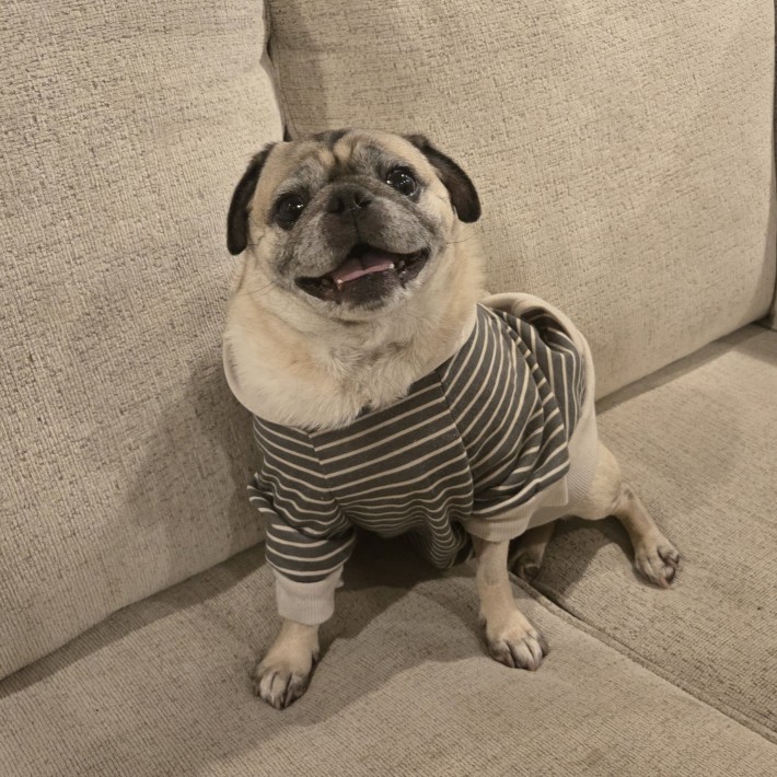 Louis Paxton, 8-year-old fawn pug fostered in Pennsylvania, smiling in a striped sweater