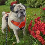 Louis Paxton, fawn pug in an orange harness beside red mums
