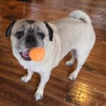Louis Paxton, fawn pug holding an orange tennis ball