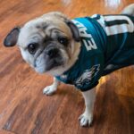 Louis Paxton, fawn pug wearing an Eagles jersey