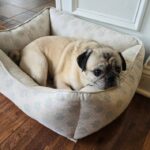 Louis Paxton, fawn pug curled up in his dog bed