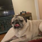 Louis Paxton, fawn pug sticking out his tongue on the couch