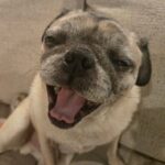 Louis Paxton, senior fawn pug mid-yawn on the sofa