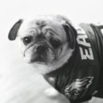 Black and white portrait of Louis Paxton, pug for adoption in Pennsylvania